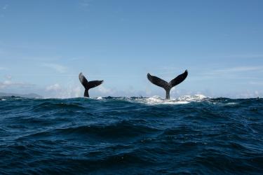 750x500-whale-tails-shutterstock-533230429.jpg