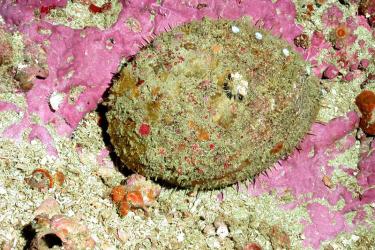 White abalone. Credit: NOAA