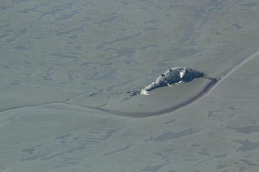 750x500 Theodore River Gray whale.jpg