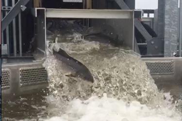 750x500AtlSalmonMilford_MDMR_Screenshot.jpg 750x500AtlSalmonMilford_MDMR_Screenshot.jpg