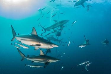 School of Atlantic blacktip shark and several other fish swimming underwater.  