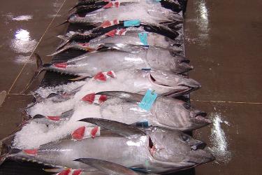 960x642-bigeye-auction-PIFSC.jpg