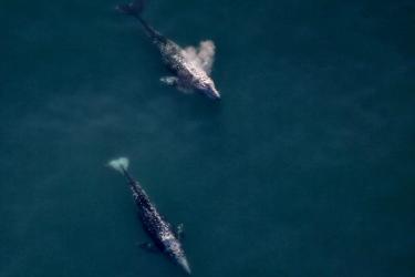 Aerial_Surveys_of_Arctic_Marine_Mammals-2016-Featured.jpg