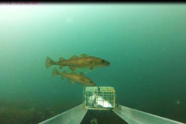AFSC-Young_Fish_Provide_Clues_to_Future_Pacific_Cod_Stock.jpg