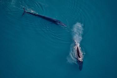 Aerial View of two whales 