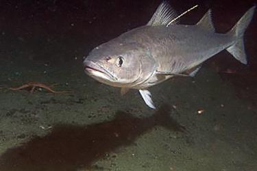 Large gray fish swimming in the water near the seafloor