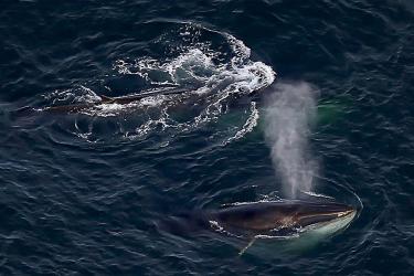 Aerial view of two whales. One is blowing water of its blowhole