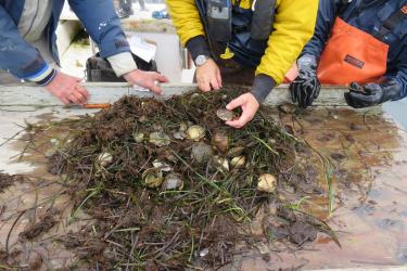 Bay scallops and seaweed being sorted on deck.