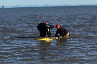 beluga-rescue-from-water.jpg