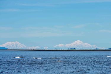 Ocean with several beluga whales poking out of the water with mountains in background