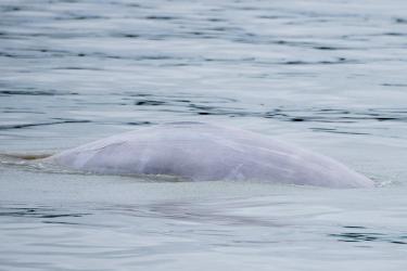 Portion of a beluga whale poking out of the water