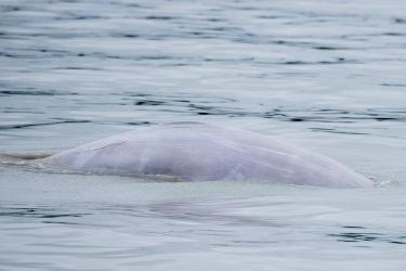 beluga4-thumb.jpg