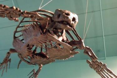 Big_fossil_turtle_Rotator.jpg
