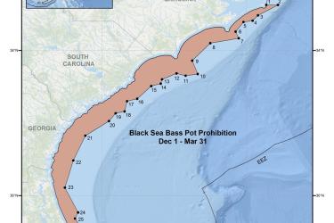 FS1337: Increasing the Catch-and-Release Survival of Black Sea Bass Through  Swim Bladder Venting (Rutgers NJAES)