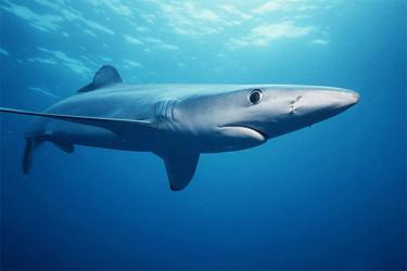Side view of a blue shark.