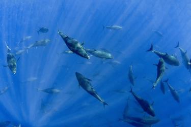 Atlantic Bluefin Tuna (Thunnus thynnus)