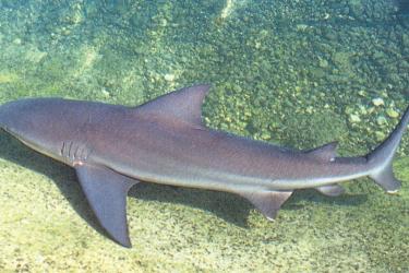 Bull shark near bottom. Darker on top. 