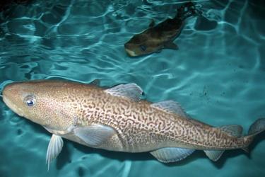 Pacific cod swimming in a lab tank