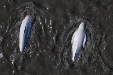 Aerial view of two whales swimming