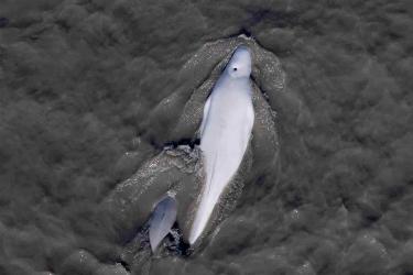 Aerial view of whale with calf swimming in water