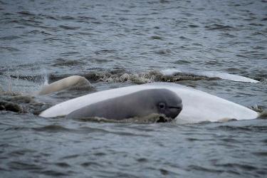 Beluga whale calf next to adult beluga whales