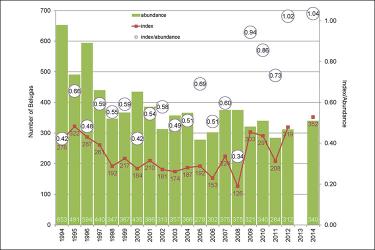 Survey data showing number of beluga whales from 1994 to 2014