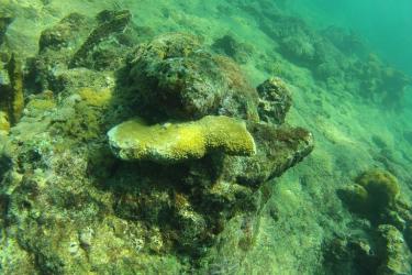 coral photo 3.jpg