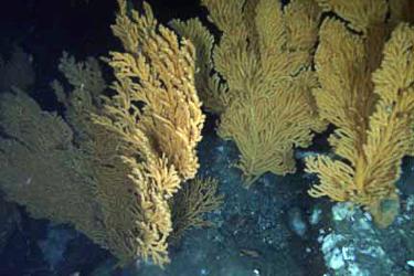 Yellow corals at the bottom of the ocean in Alaska