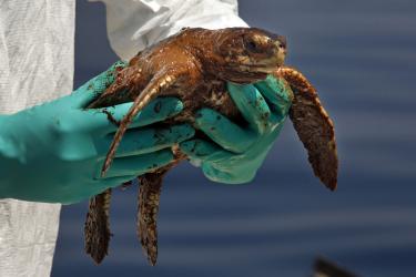 deepwater horizon oil turtle 2010 1290x895.jpg