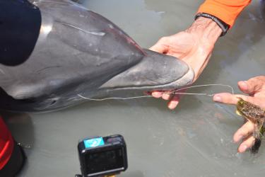 Dolphin calf with mouth entanglement.jpeg