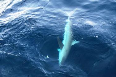 Dusky shark 