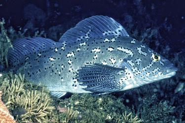 Fish_Habitat-thumb.jpg