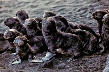 Group of baby seals on the beach 