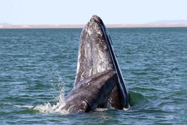 gray_whale_survey_thermal_imaging.jpg
