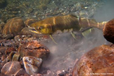 salmon