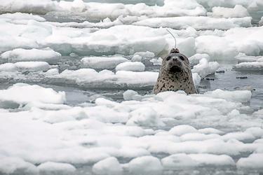 Ice seal with tracker poking head of icy water