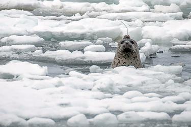 icesealecology_DEW_8901_600x413-retouched.jpg