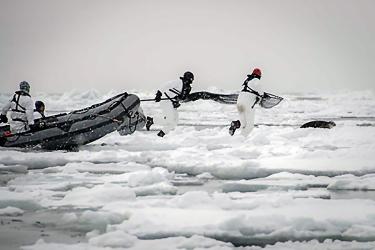 Scientists in white suits getting off a boat to catch a seal