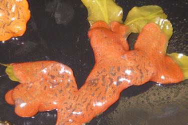 invasive-botrylloides-violaceous-violet- tunicate-sitka.jpg