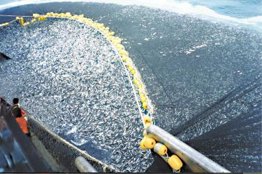 Large net of jack mackerel off the coast of Chile