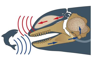 Diagram illustrating a killer whale using echolocation