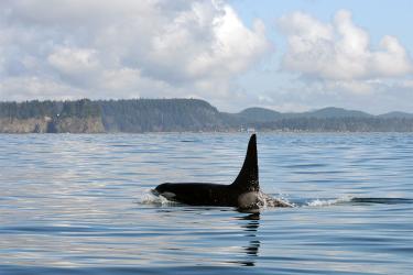Killer whale swimming in Puget Sound