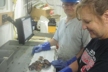 Sorting clams during the survey, Larry Jacobson and a women scientist.