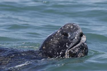Head of a leatherback turtle breaking the surface of the water.