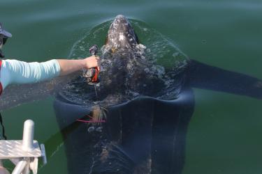 Tagging a leatherback turtle with a suction cup tag, while the turtle is swimming.