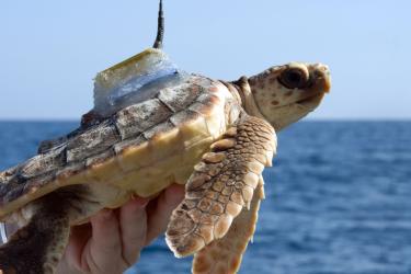 loggerheadwithtag_v3.jpg