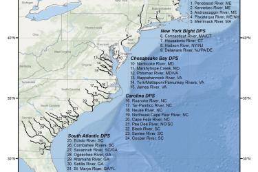 map-Atlantic-sturgeon-critical-habitat-GARFO-SERO.jpg