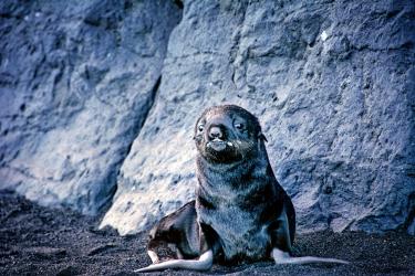 Baby seal on gray rocks 