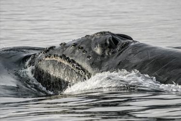 Whale's body poking out of the water