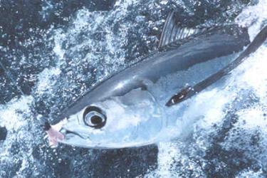 Albacore tuna have shifted to more northerly waters. Credit: NOAA Fisheries
